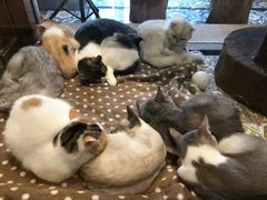 -more than meow吴止猫主题餐厅(承德 中船汇店)