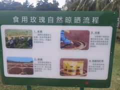 -亚龙湾国际玫瑰谷