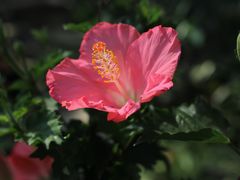 -上海辰山植物园