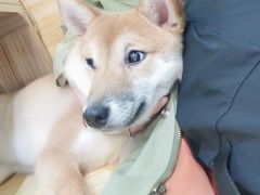-柴源莊·柴小宠柴犬咖啡