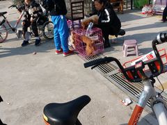 -中环花鸟鱼虫市场