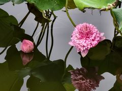 -厦门园林博览苑