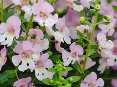 -龙大花卉苗木市场