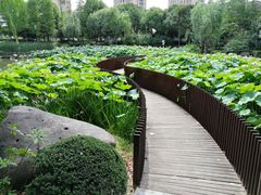-陈家山荷花公园