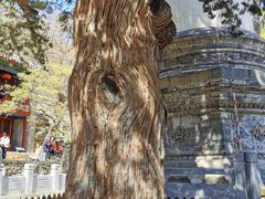 -大觉寺-停车场