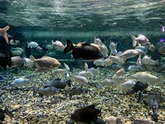 -成都浩海立方海洋公园