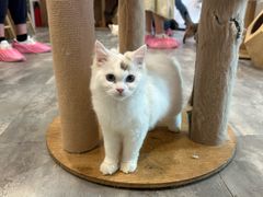 -楼上猫咖(罗湖店)