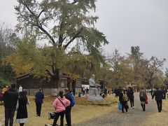 -千年银杏谷文化旅游区