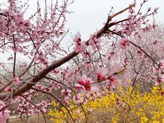 -桃花堤公园