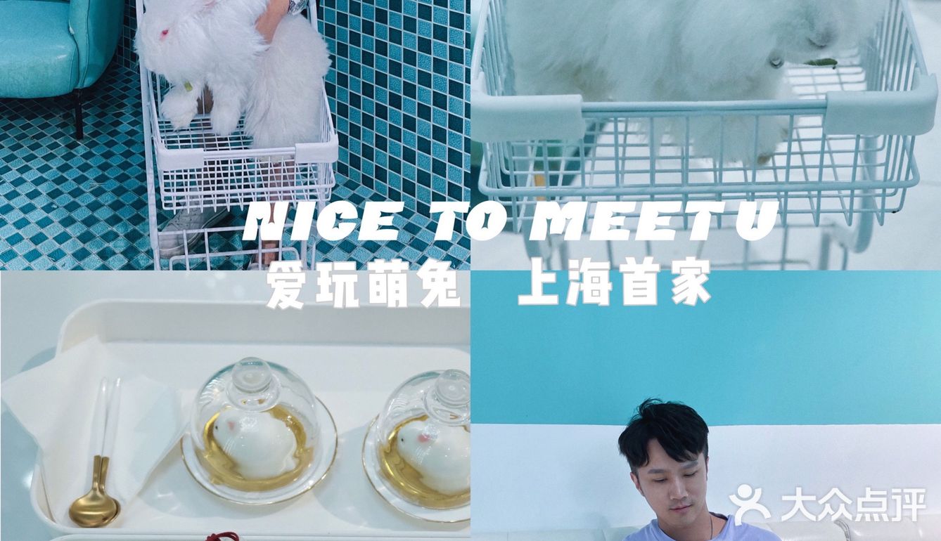 第一次见到这么大的🐰安哥拉兔/完全抱不动