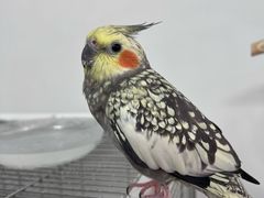 -立德异宠动物医院.兔鸟爬.内窥镜(天河店)