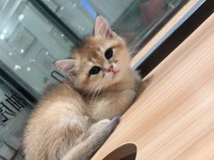 -袖虎·猫馆(体育西路店)