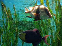 -江和美海洋公园