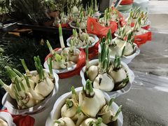 -曲阳花鸟市场(曲阳路店)