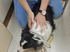 -宠颐生宠物医院·心肾内科·猫专科诊疗中心宠巢店