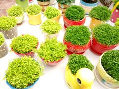 -三圣花乡旅游区