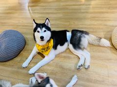 -Husky Go! 哈士奇体验馆·宠物咖啡厅狗咖