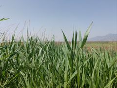 -敕勒川草原文化旅游区