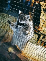 -酷嗒动物文化乐园(cutezoo西溪乐天城店)