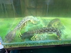 -ZF Seafood Restaurant 卓峰海鲜餐