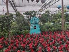 -南宫五洲植物乐园