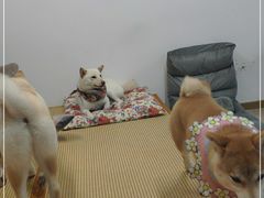 -柴迷FANS CLUB·柴犬狗咖·猫咖