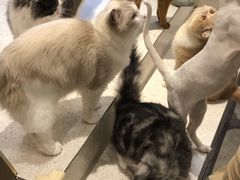 -飞行喵MR PILOT|猫舍·猫咖(静安大融城店)