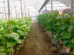 -庞各庄翠芳园西瓜蔬菜基地采摘园