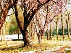 -同里国家湿地公园