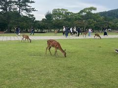 -奈良公园