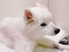 -美联众合动物医院·24h转诊中心