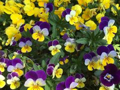 蝴蝶花-三圣花乡旅游区