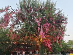 -祥源·阜阳生态乐园