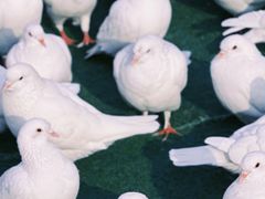 -映月湖中央公园