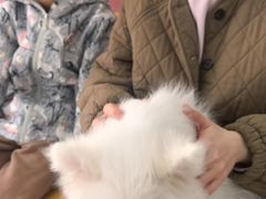 -全心全意连锁动物医院·微创中心·内科急重症·心脏专科(丰管路店)