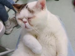 -汪喵宠物医院·骨科心脏影像·犬猫急重症ICU诊疗中心(成华分院)