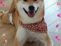 -柴犬小屋·柴餐厅·狗咖食堂(金鼎广场店)