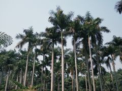 -中国科学院西双版纳热带植物园