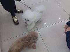 -全心全意连锁动物医院·微创中心·内科急重症·心脏专科(丰管路店)