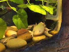 -上海大自然野生昆虫馆