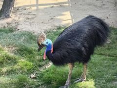 -西霞口神雕山野生动物世界