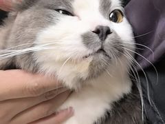 -安安宠医宠物医院·异宠·犬猫内科(岳阳分院)