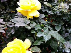 -人民公园(罗湖区)