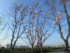 -三垟湿地