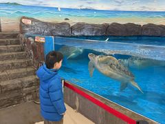 -芜湖新华联大白鲸海洋公园