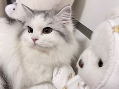 -猫大福·Fortune Cat猫舍(百子湾店)