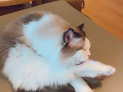 -猫腻·猫咖·撸猫馆(星光大道店)