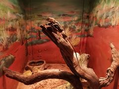 -费瑟代尔野生动物园