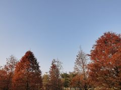 -五缘湾湿地公园