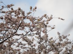 -樱桃山旅游景区
